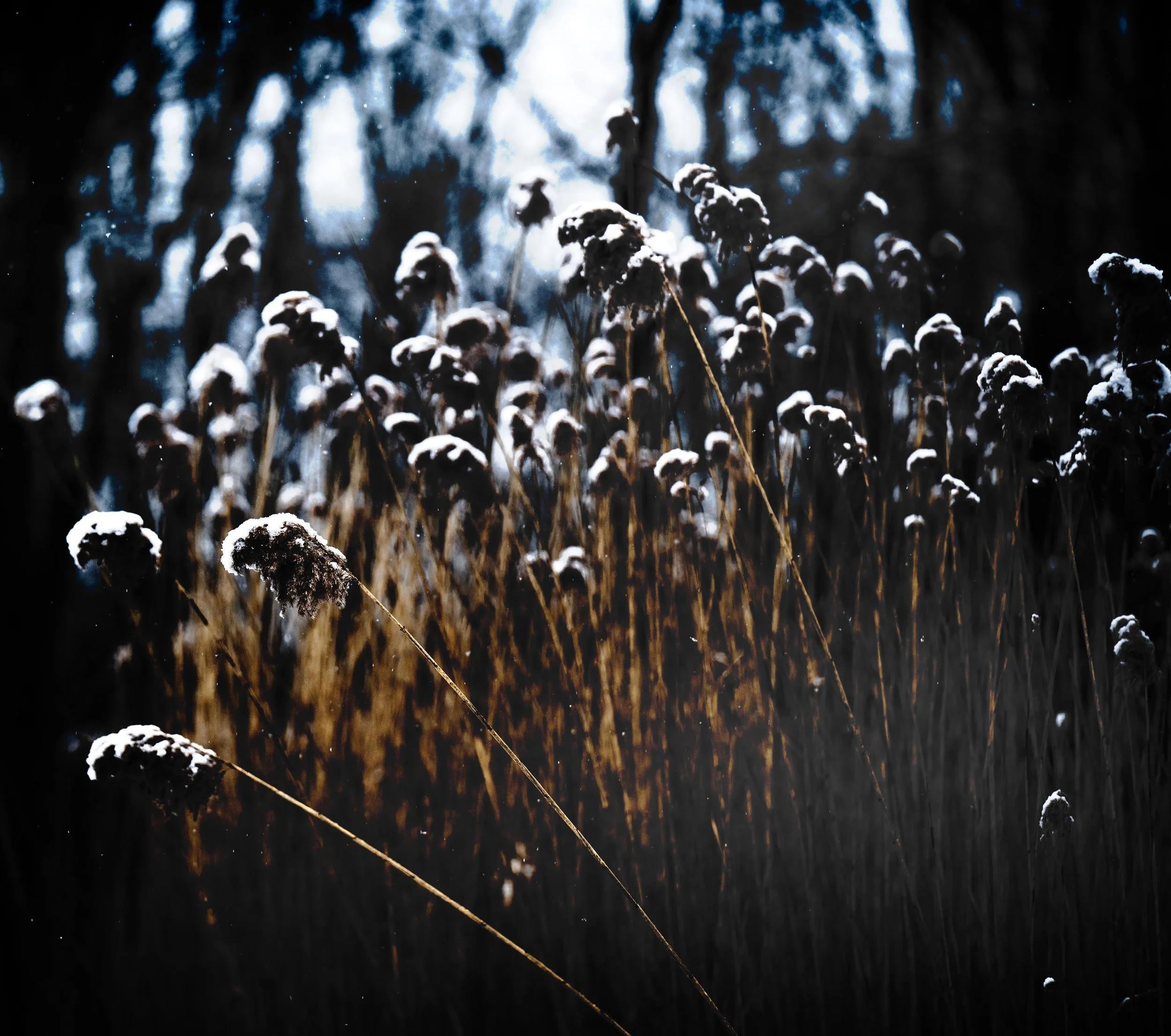 tips of grasses v3.jpg