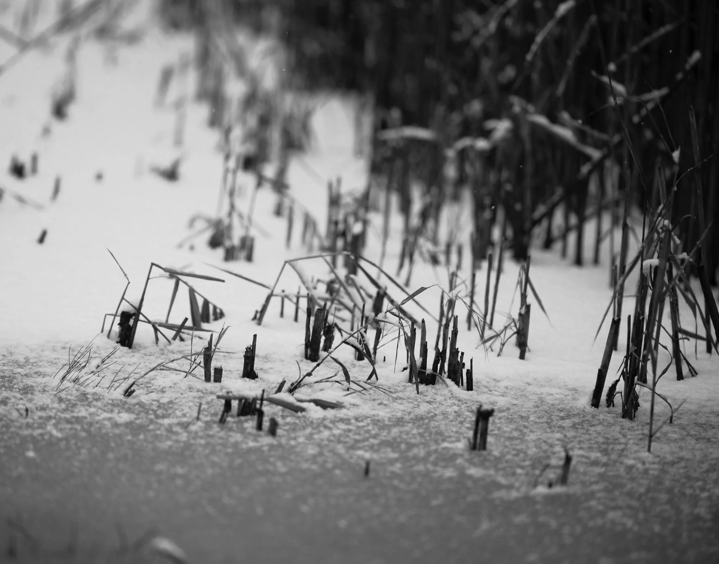 little stubby grasses in snow.jpg