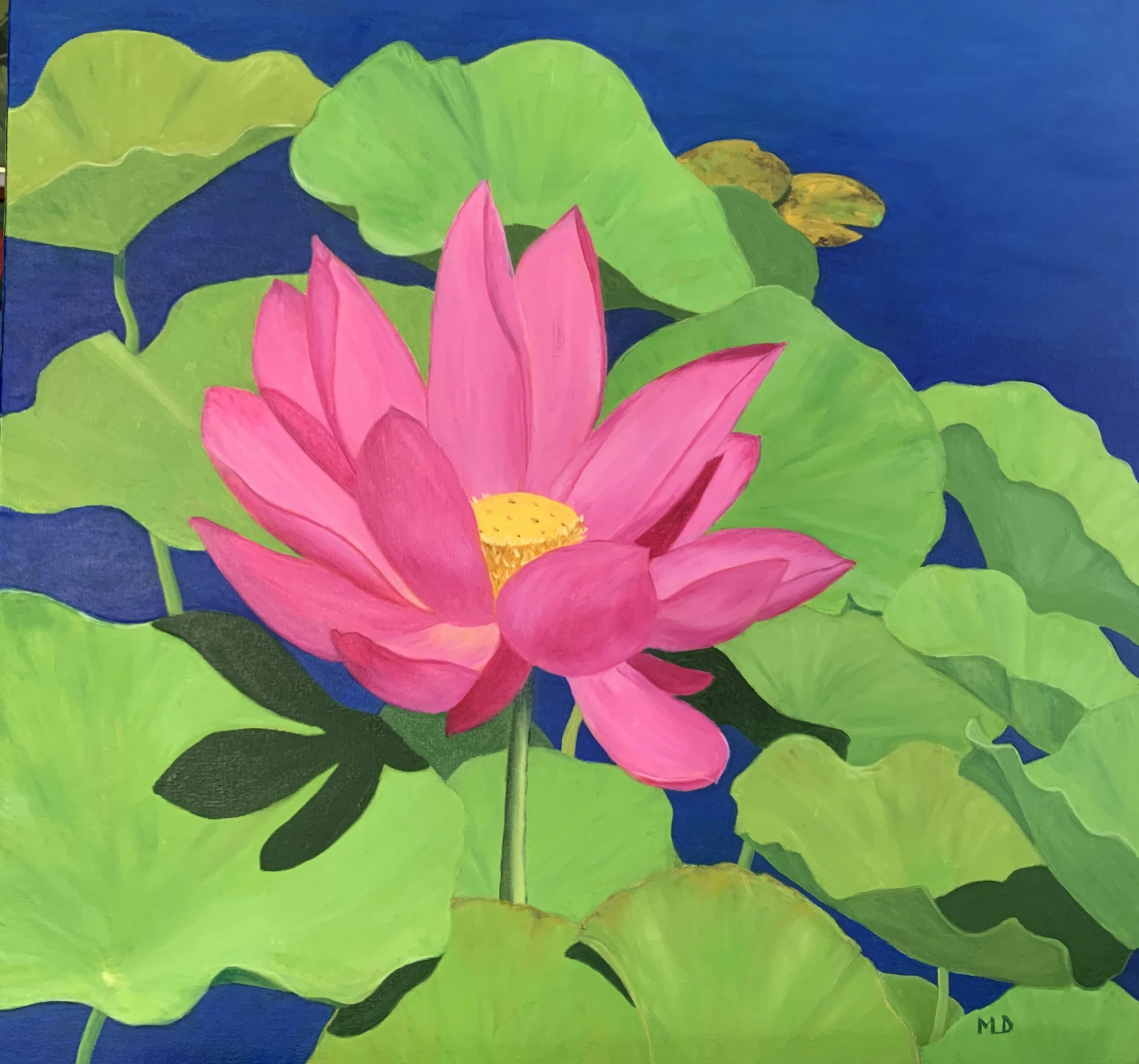 Pink Water Lily