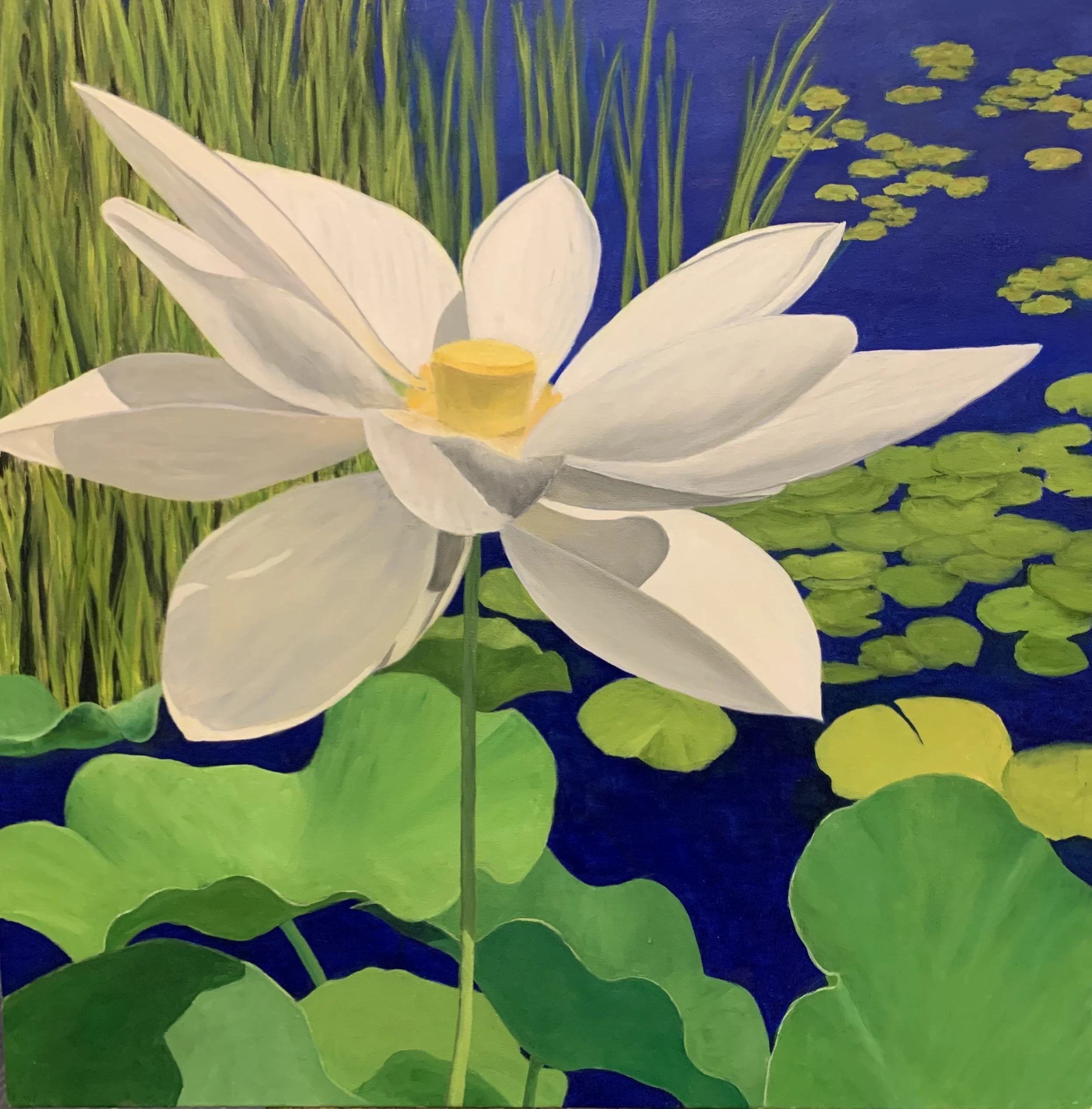 White Water Lily