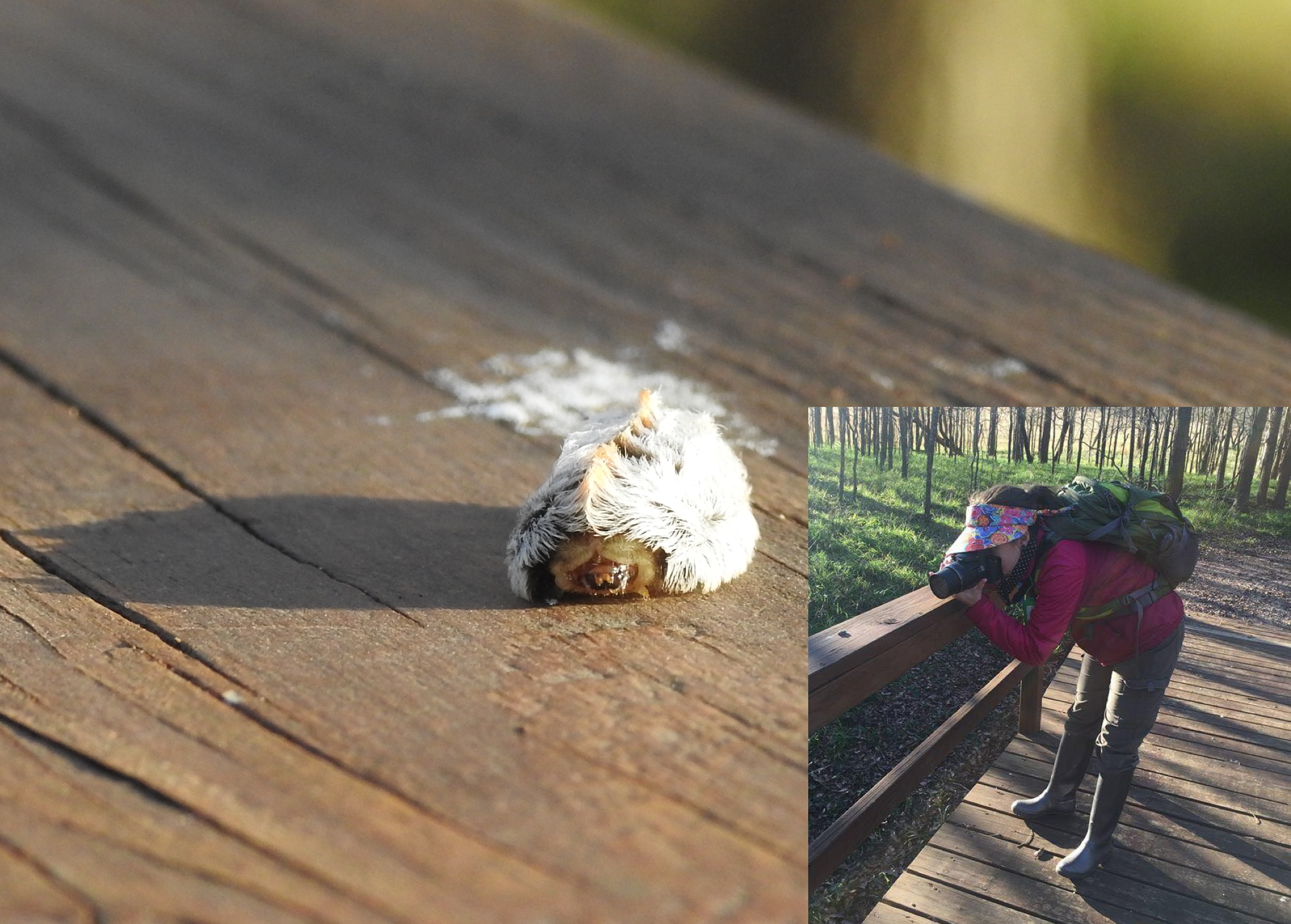 Southern Flannel Moth ( Megalopyge opercularis ) caterpillar photographed at Palmetto State Park in Gonzales, Texas