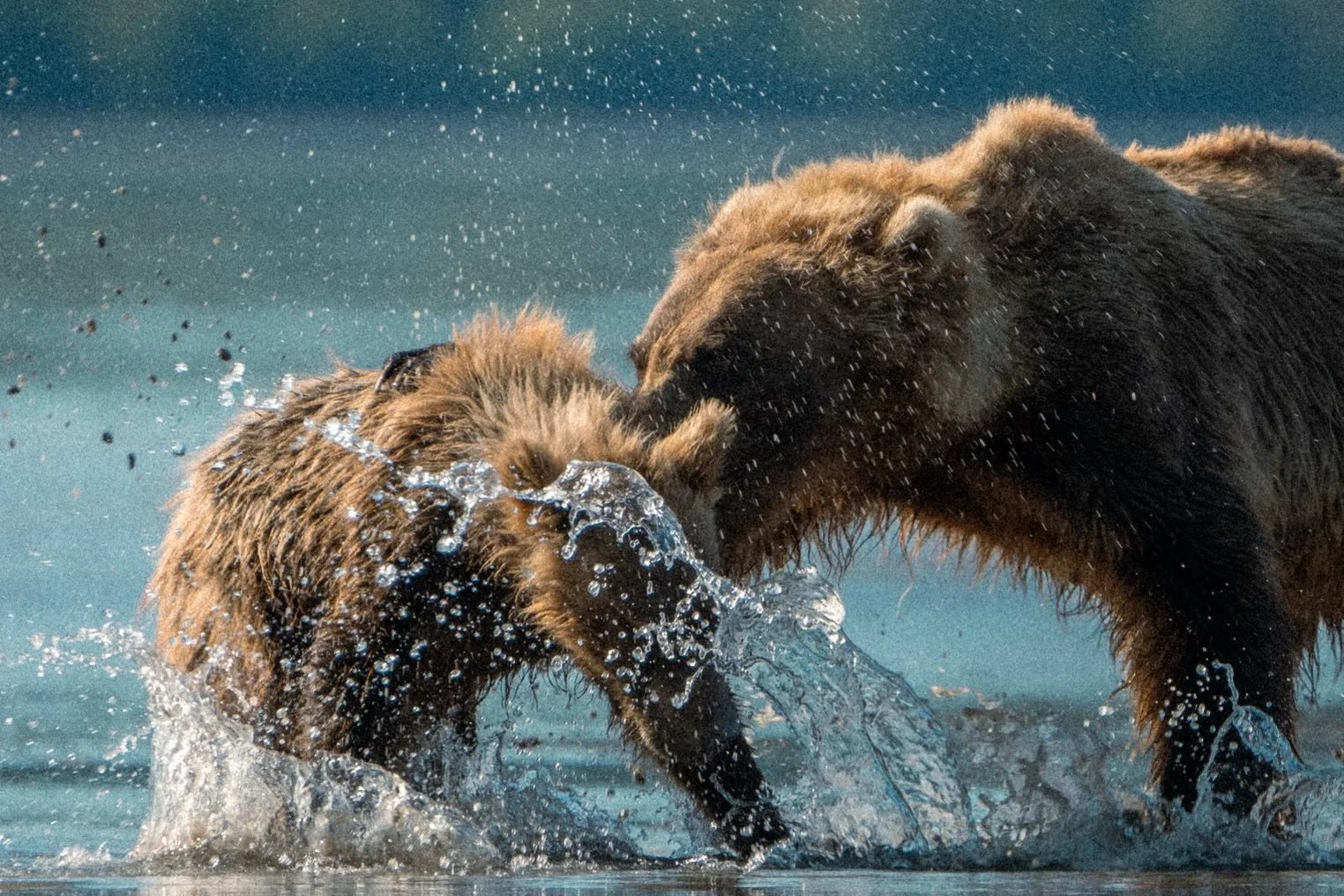A Wild Alaska Adventure