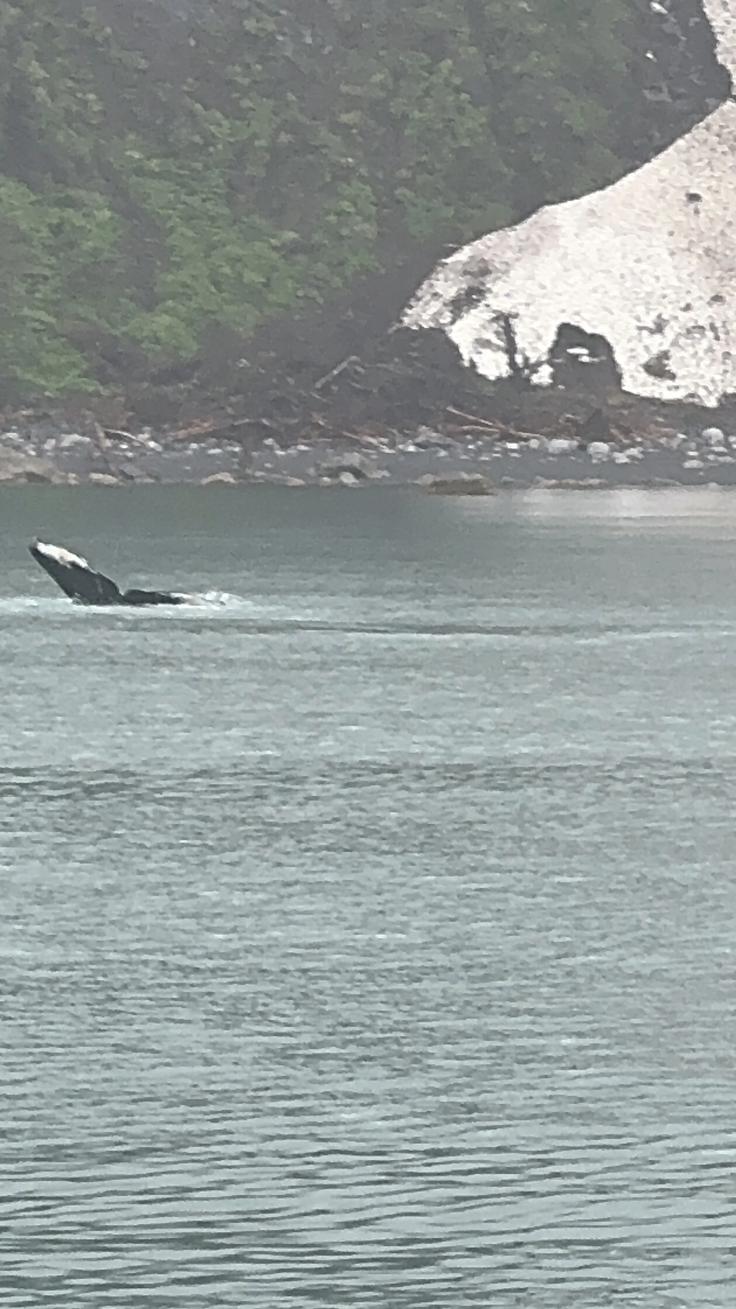 whale.JPG