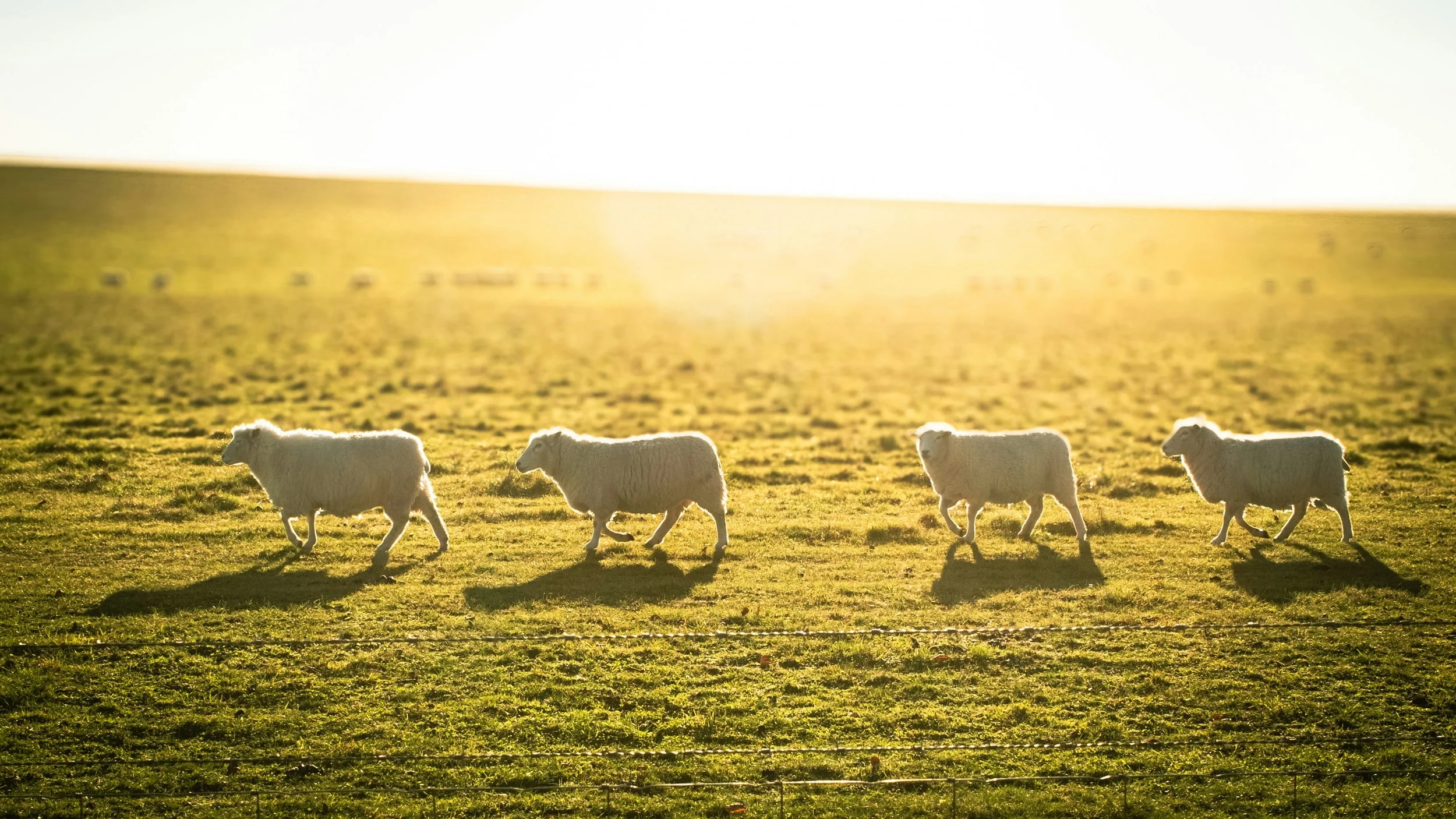 Moving to New Pastures