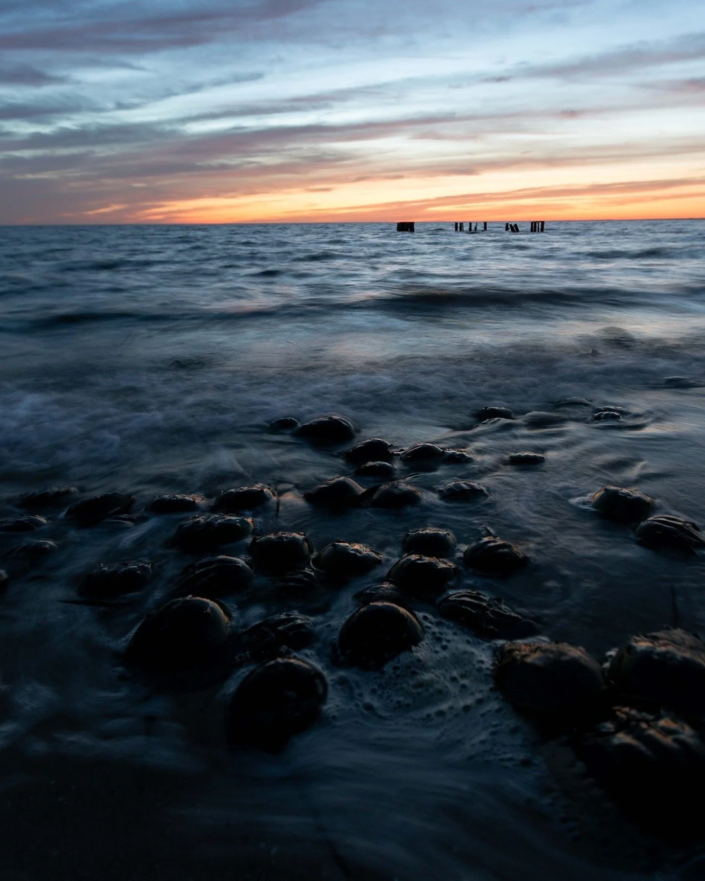 When the Tides Align: Witnessing the Rituals of Horseshoe Crabs