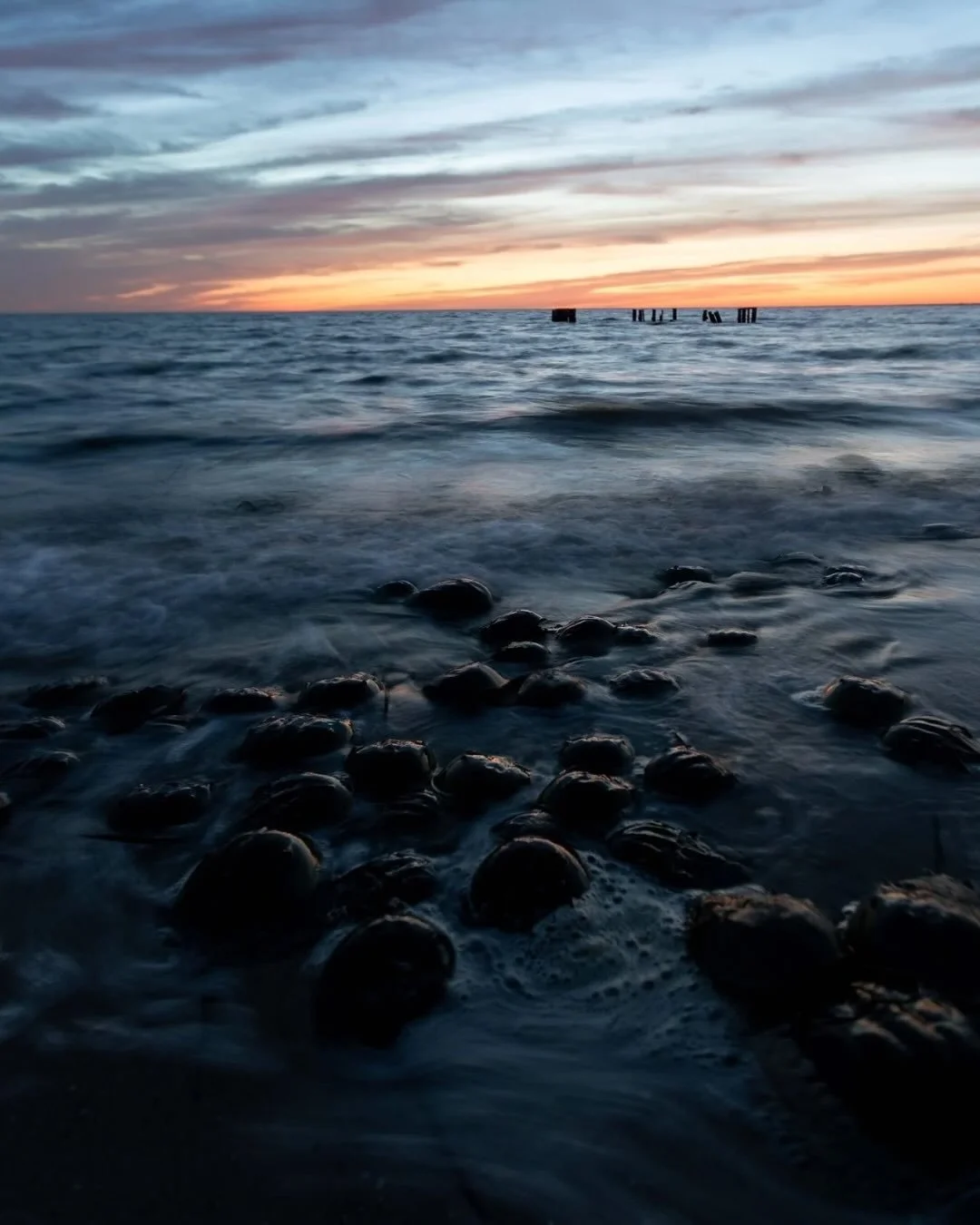 Combining talents with @what.sue.seas to bring you a story of the horseshoe crabs. 🌅

It is high season for horseshoe crab spawning in our area, a ritual synced with the moon and tides for more than 300 million years. Seeing it is as magical as it s