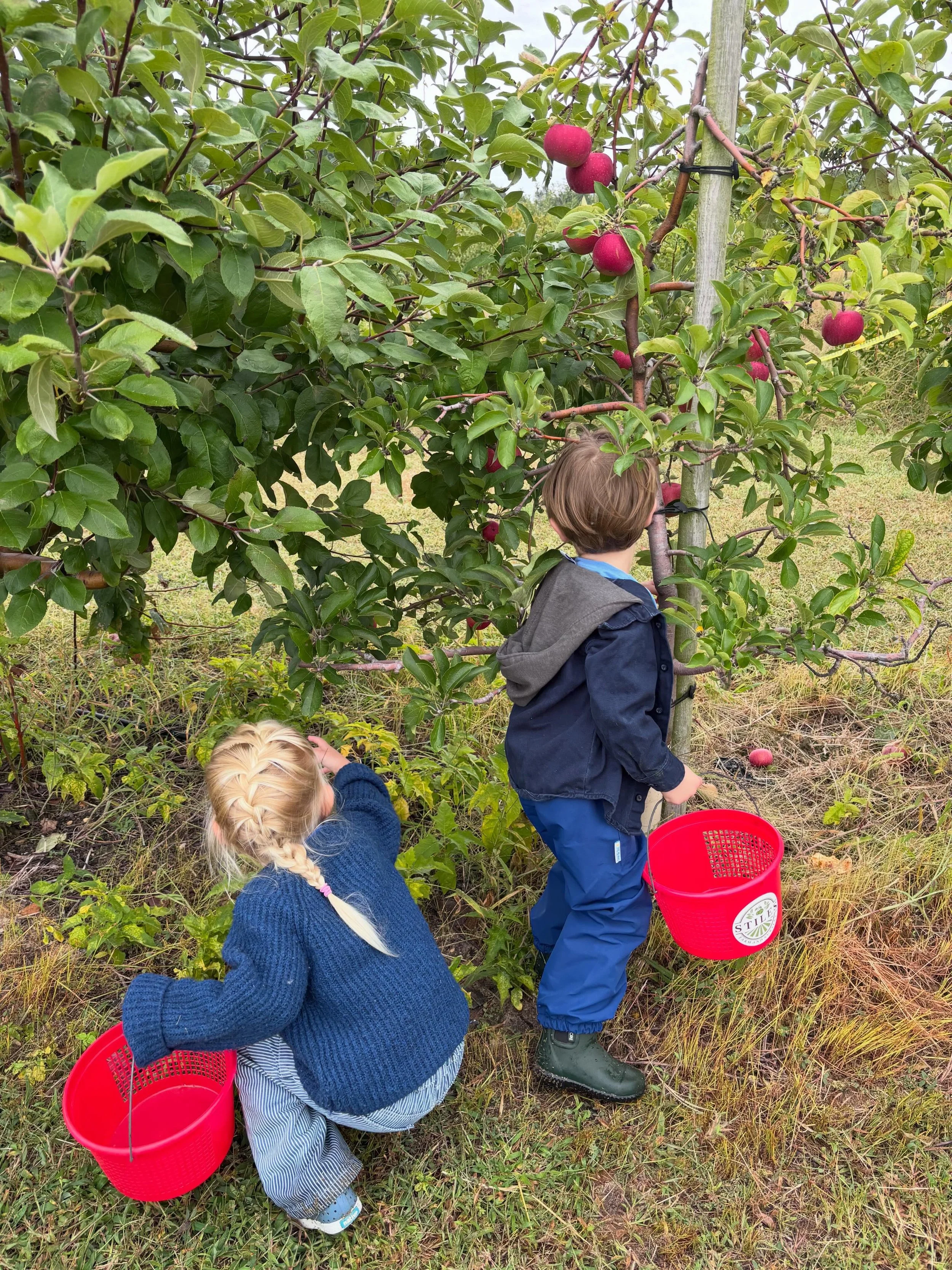 Was a day for farms and bumping into friends! 

First field trip with @best_start_montessori to Stiles Apple Farms was adorable and the perfect leeway into @stone_circle_farm_cmch and @hippiekittycoffee. 

Marshall quote, &ldquo;mama aren&rsquo;t we 