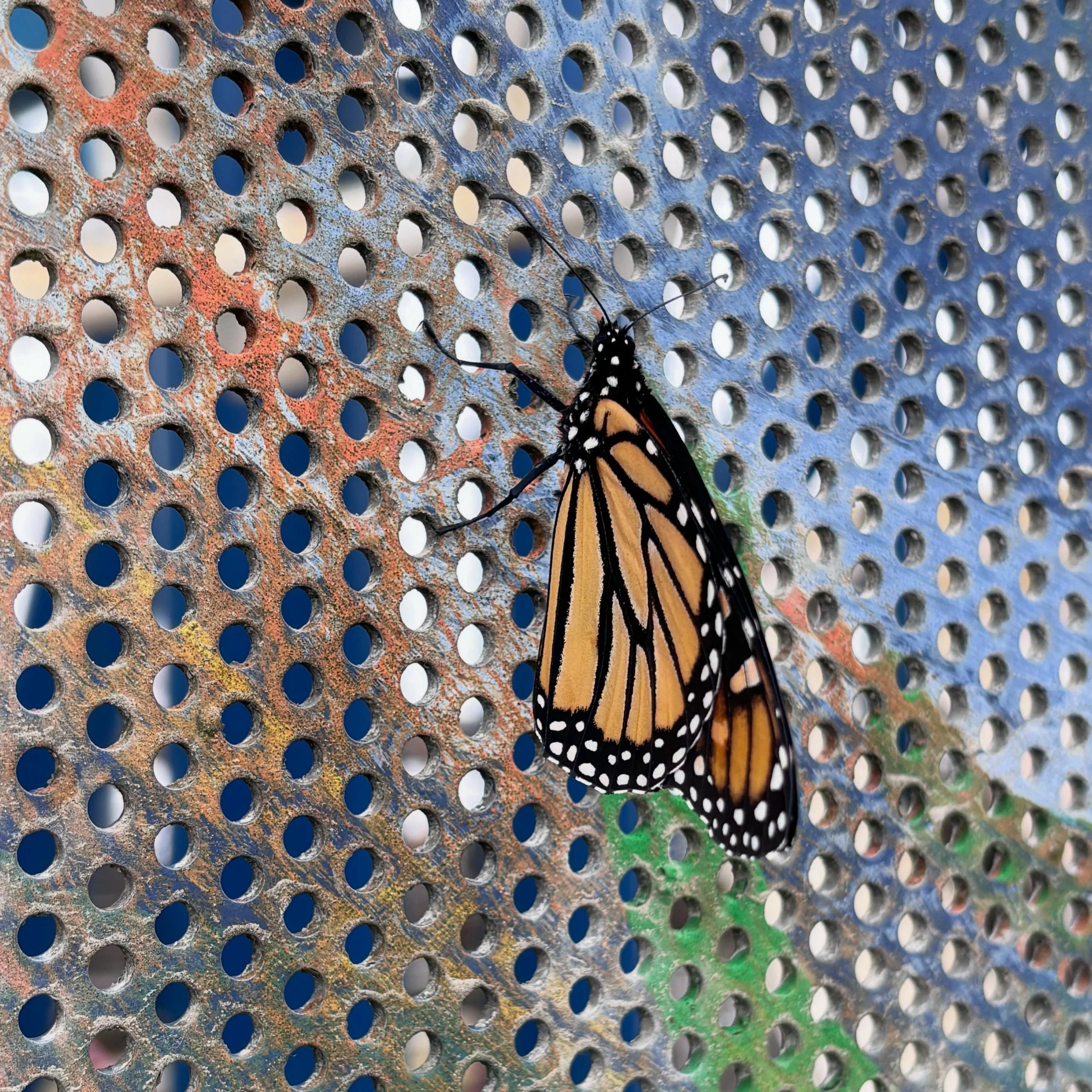 And the Monarchs hold fast 👐

The wave wall into @moreyspiers Ocean Oasis has become just that, an oasis for exhausted Monarchs mid Nor&rsquo;easter. 🌊

We almost walked right by them going to inspect the insane power of the ocean today. 

It felt 