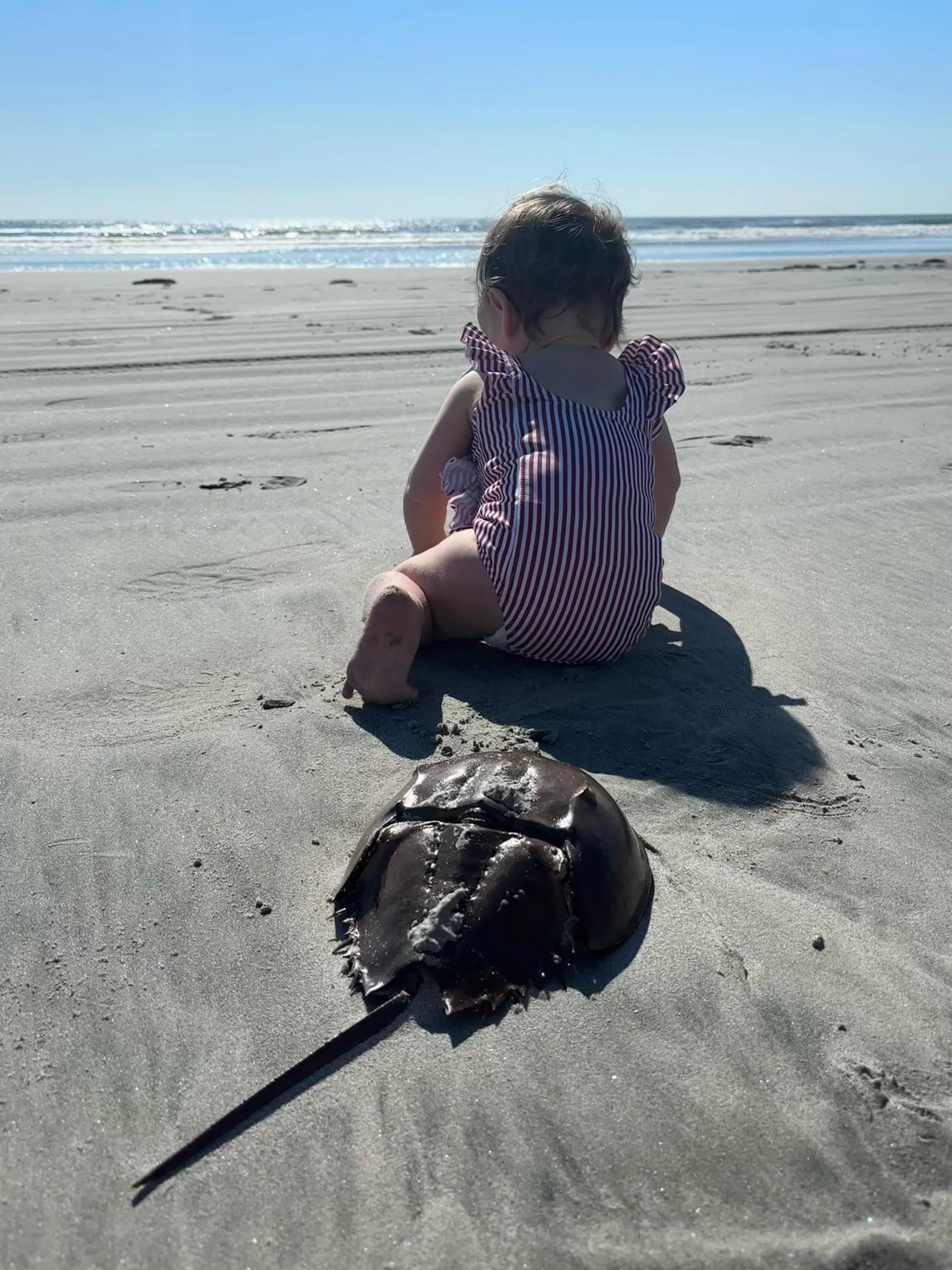Something old, something new. 🐚

Our beach queen turns ONE next week. 🌅

To celebrate, she wants to see what the beaches look like on the opposite side of the ocean. 🌊

Next stop, Dublin ☘️

#southjerseyisbeautiful #wildwoodnj #horseshoecrab #octo
