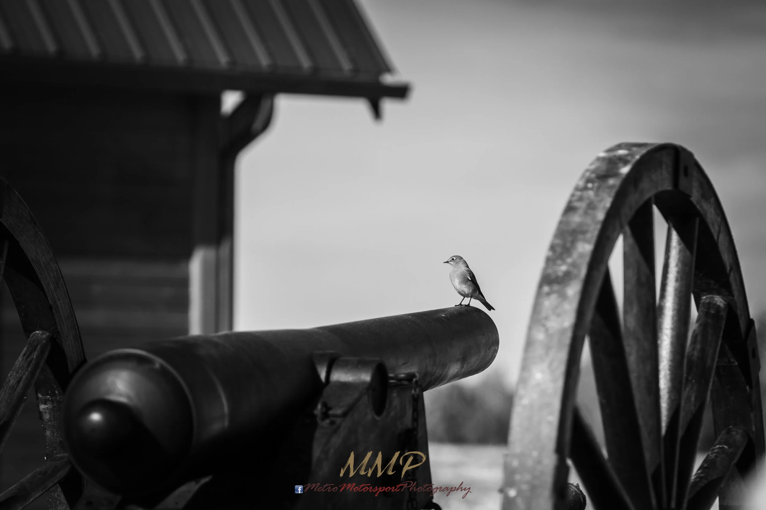 MM5_1585.jpg
