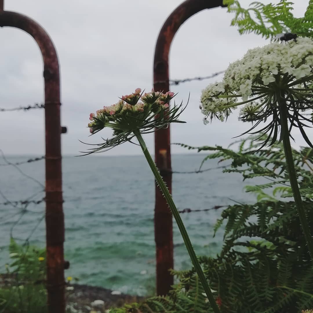 There's always a way through

🌥️⛅🌤️

#fridaysflowers