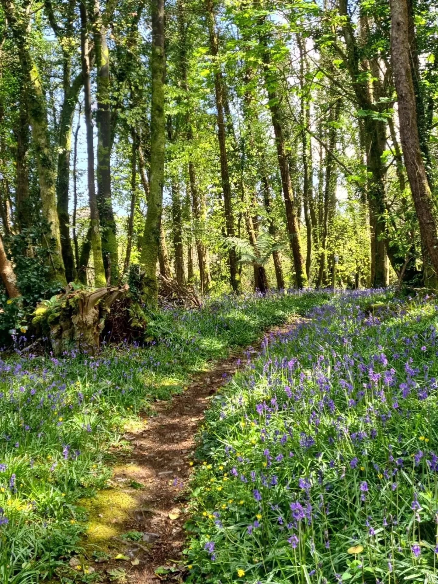 The path ahead may not be linear, but even with all its curves and bumps, there is so much beauty to be found... 🪻🪻🪻

Feeling grounded, grateful and full of gr&aacute; after a most gorgeous weekend spent mostly frolicing with the fairies in bluebe