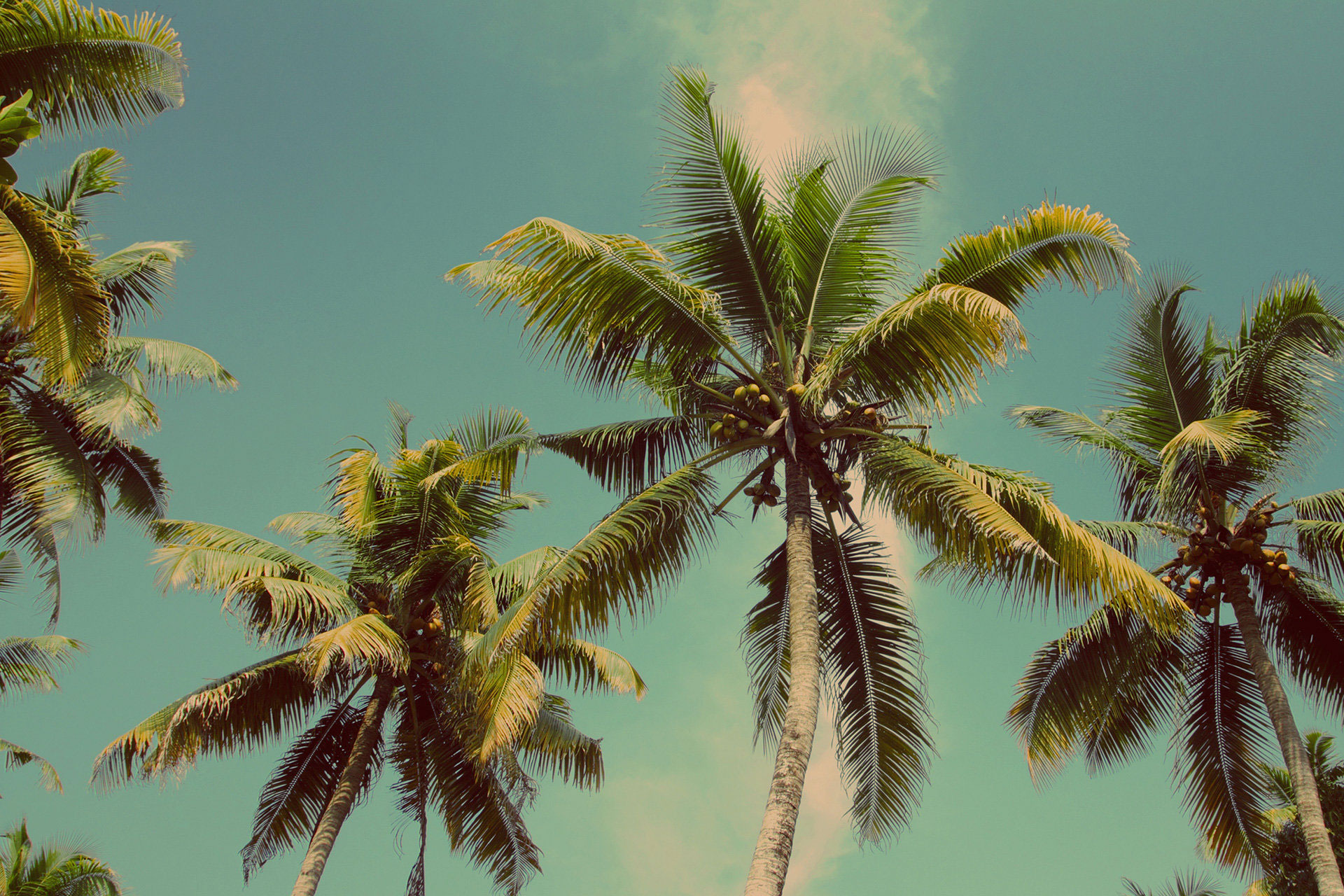 palm.jpg