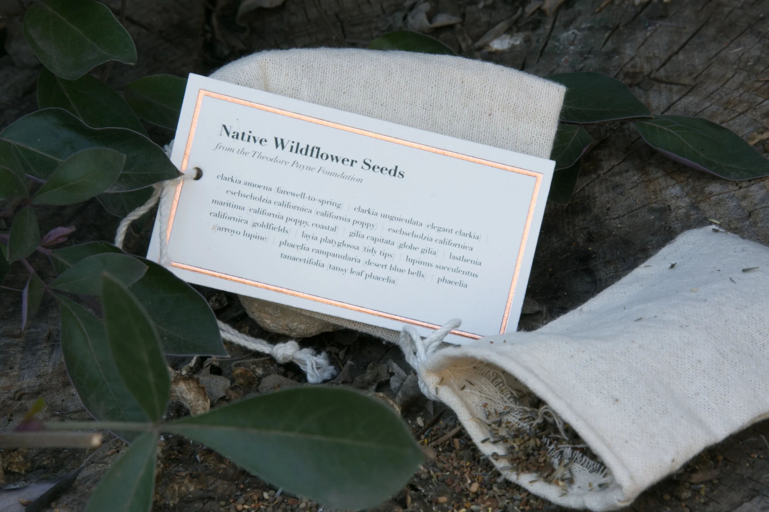 native wildflower seeds, Theodore Payne Foundation, California wildflowers