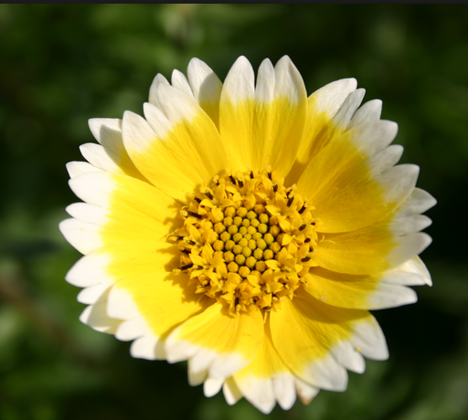 gifting boutique, specialty gifts, personalized gifts, native wildflowers, California wildflowers, Tidy Tips