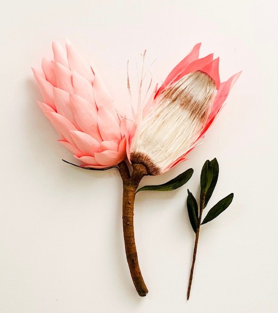 cross section protea