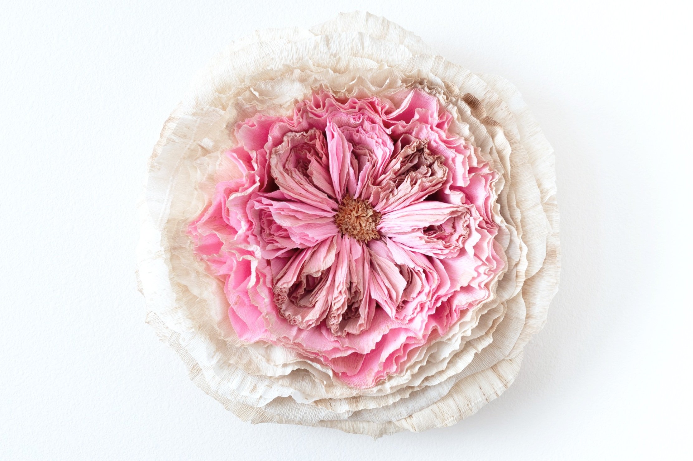 decaying cabbage rose