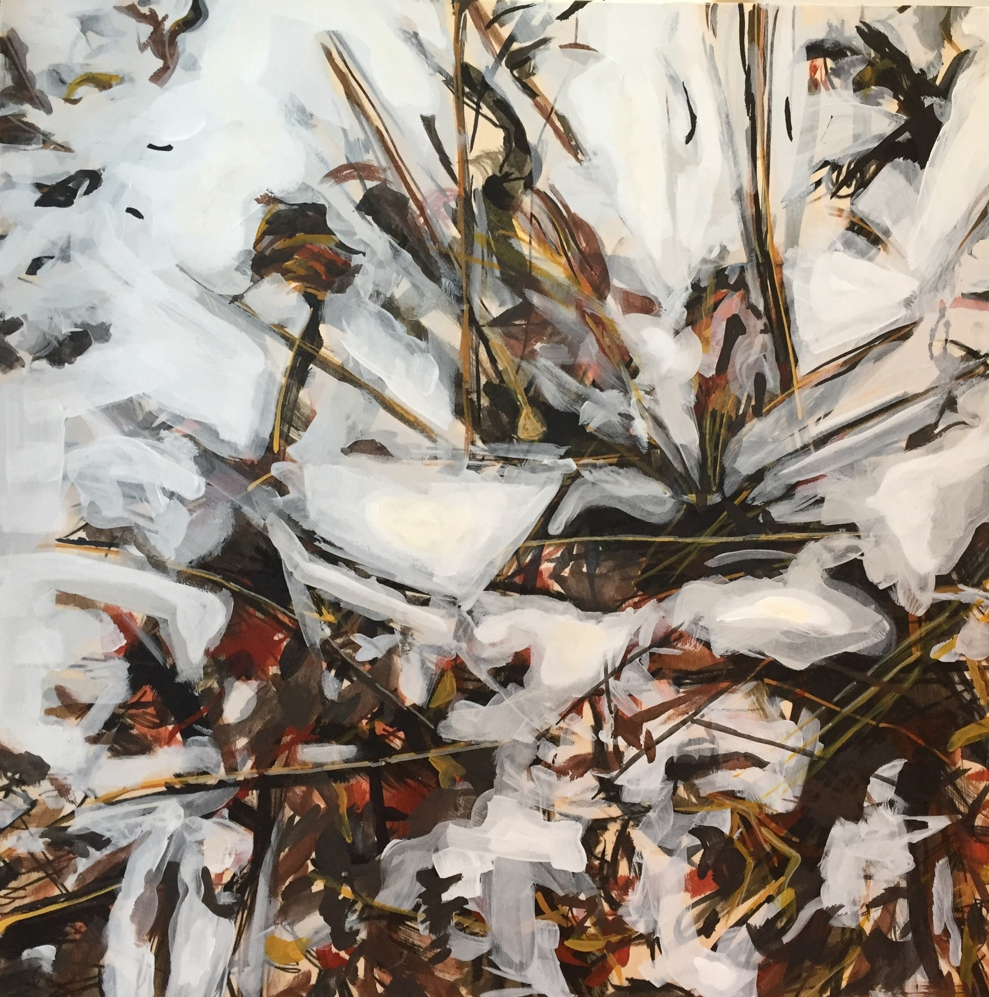 Goldenrod Gall-Below 2017