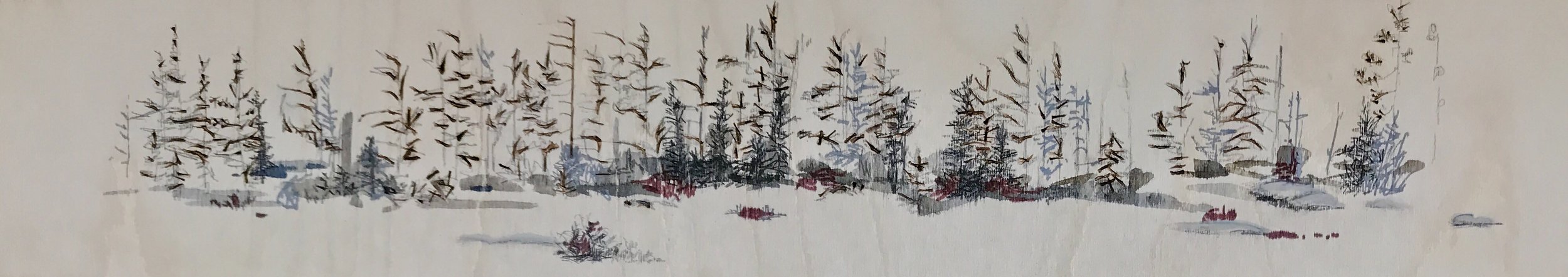 Stubborn Spruce, Shoal Bay, 2018