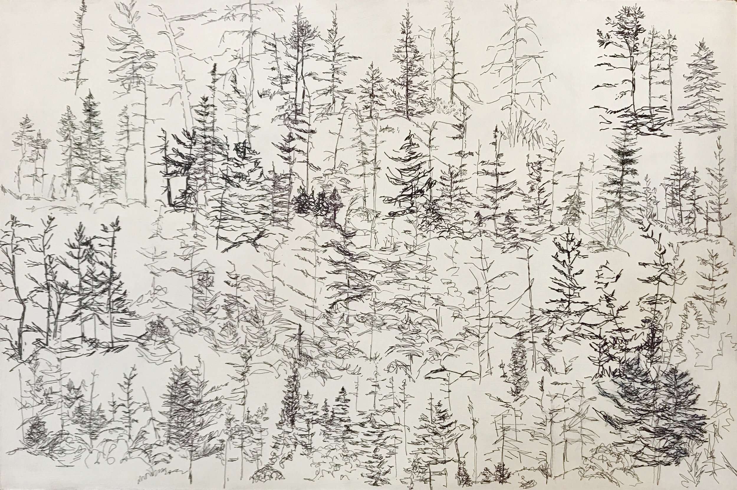 Conifer Imprints, 2019