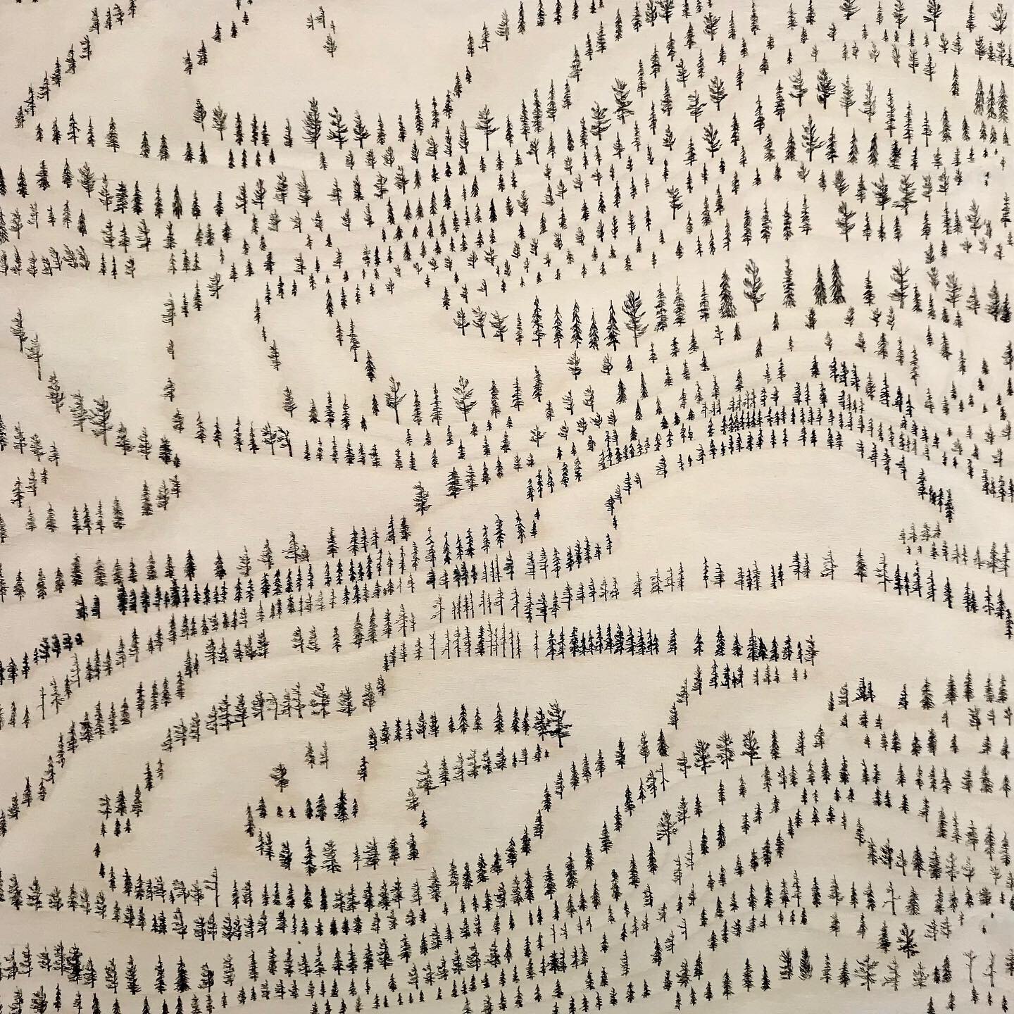 Coniferous Topography 2019