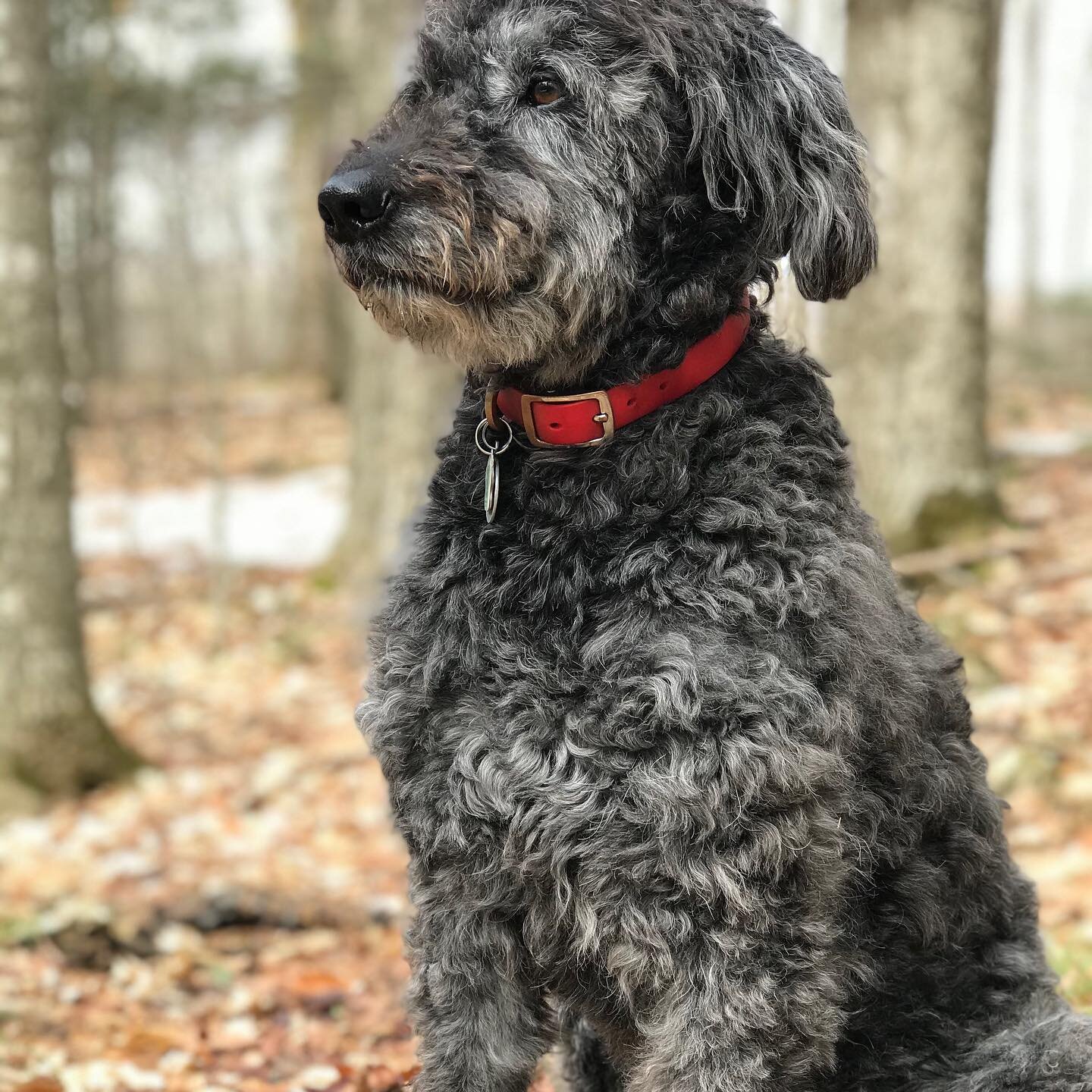 We said goodbye to our Wild Rose on Saturday. We are heart broken but so grateful for the time we had with this energetic and affectionate soul. She reminded us to be fully engaged in each moment and that love is expansive beyond imagination.
Little 