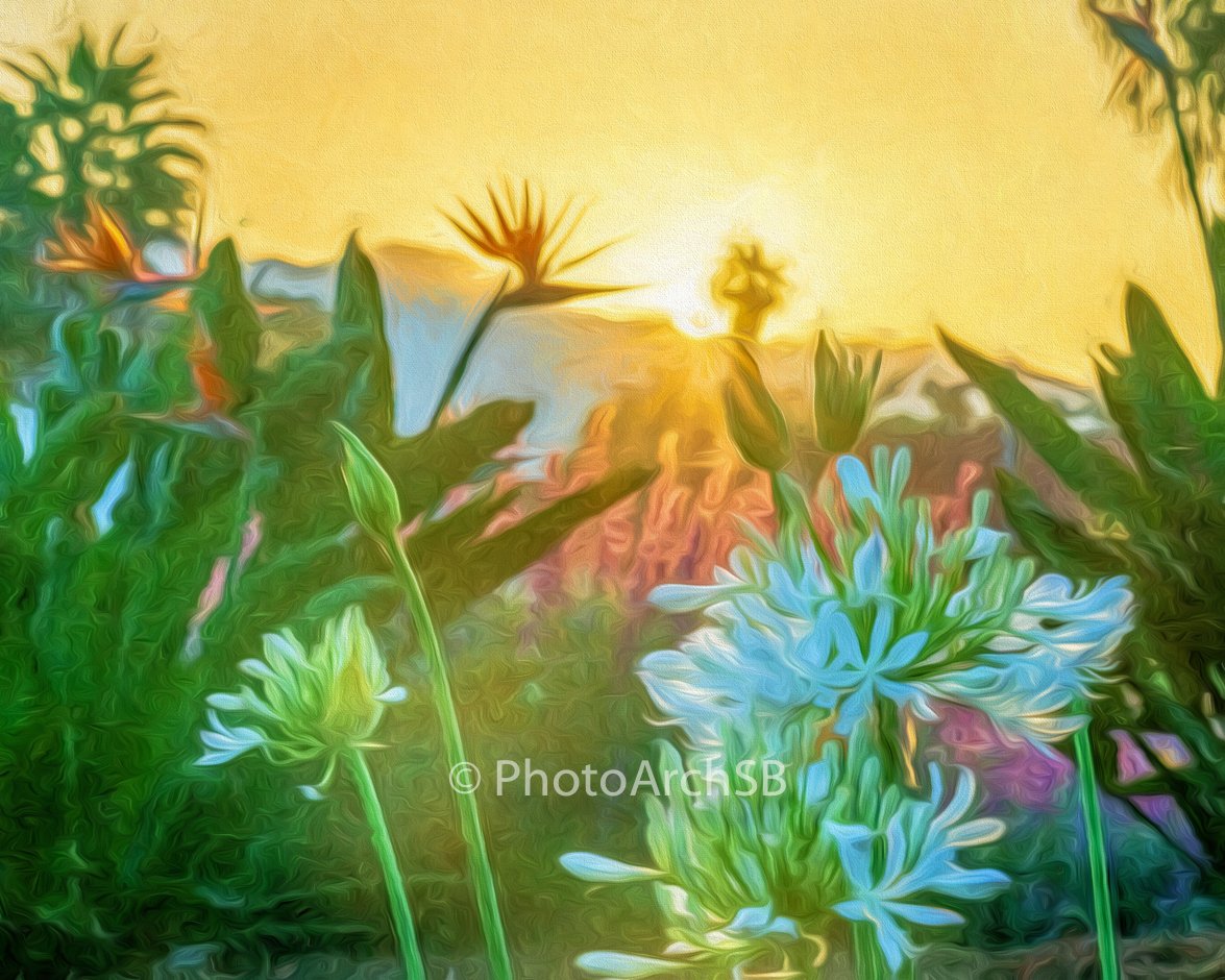 Hollister Sunrise