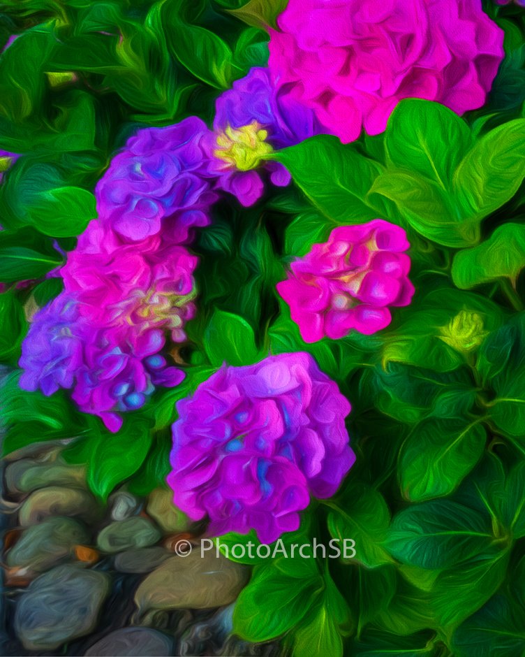 Hydrangeas I