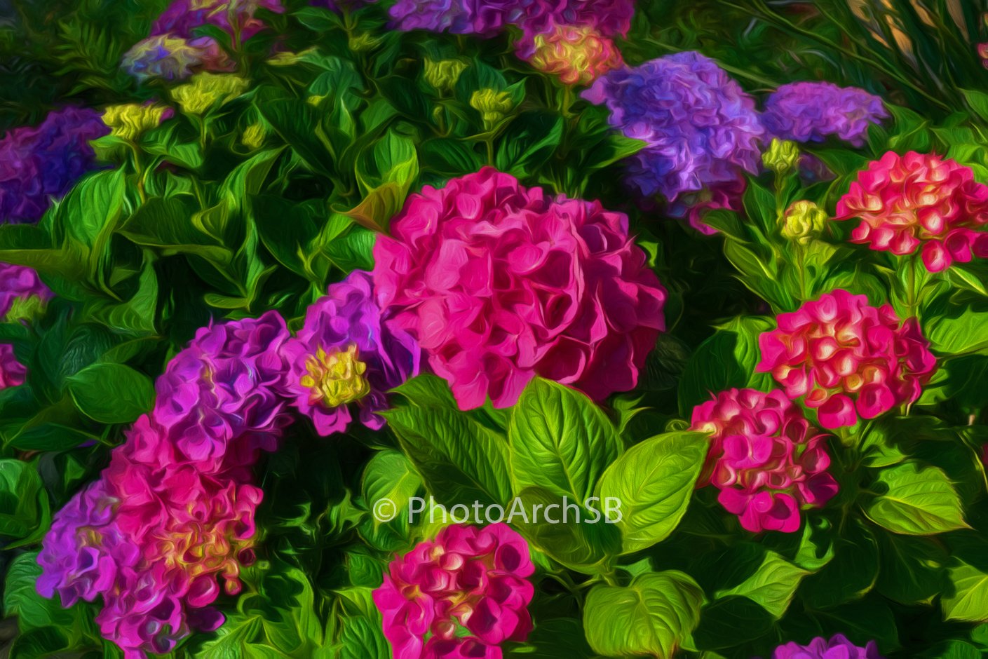 Hydrangeas III
