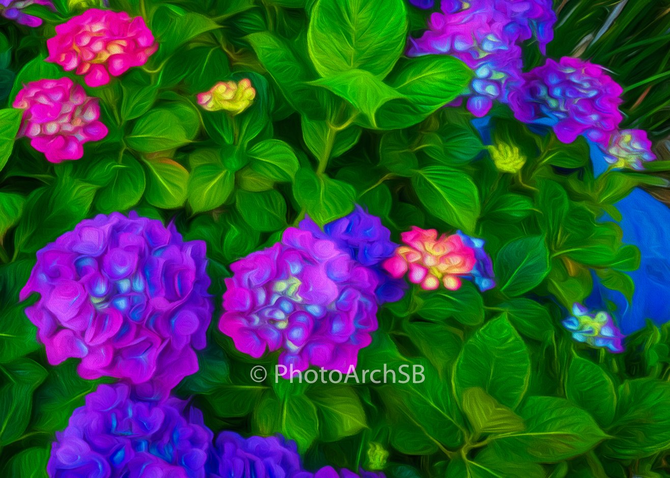 Hydrangeas II