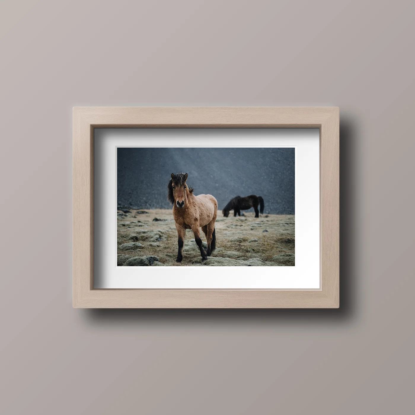 horsessss.jpg