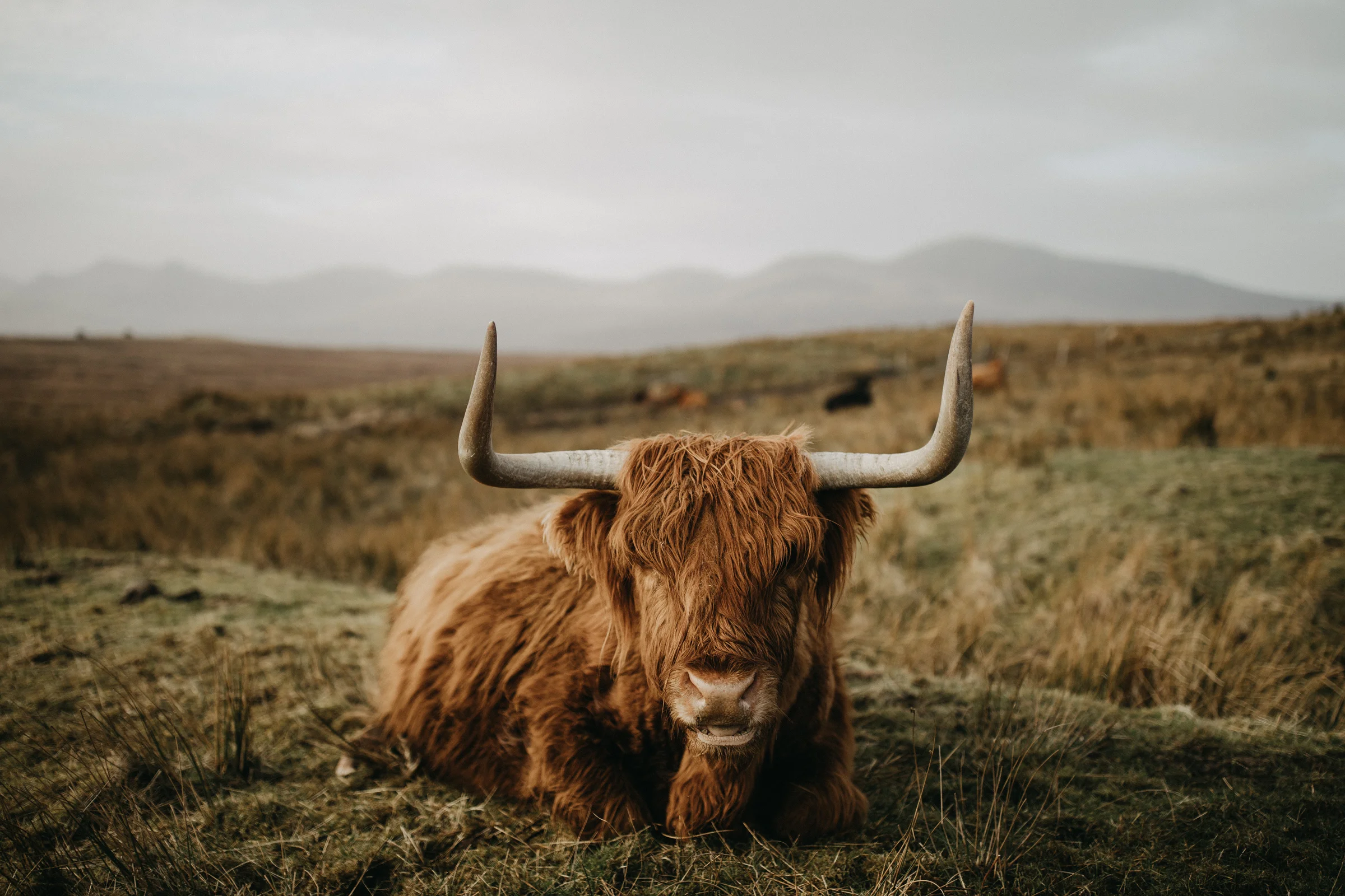 COW.jpg