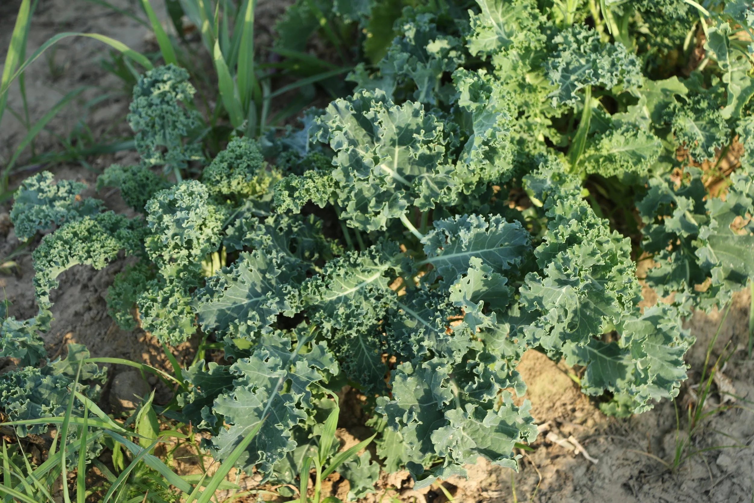 Kale-fornia Knows How to Party
