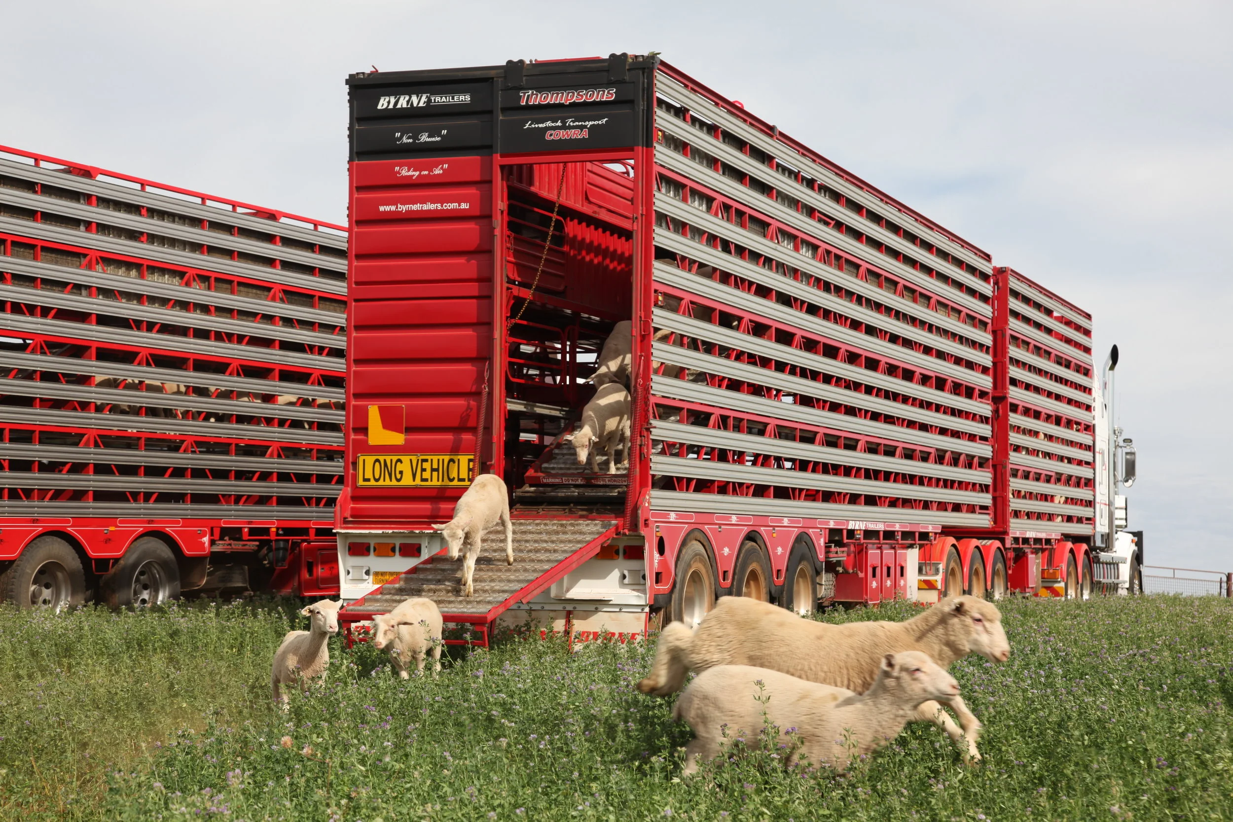 Services — Thompsons Cowra Livestock Transport