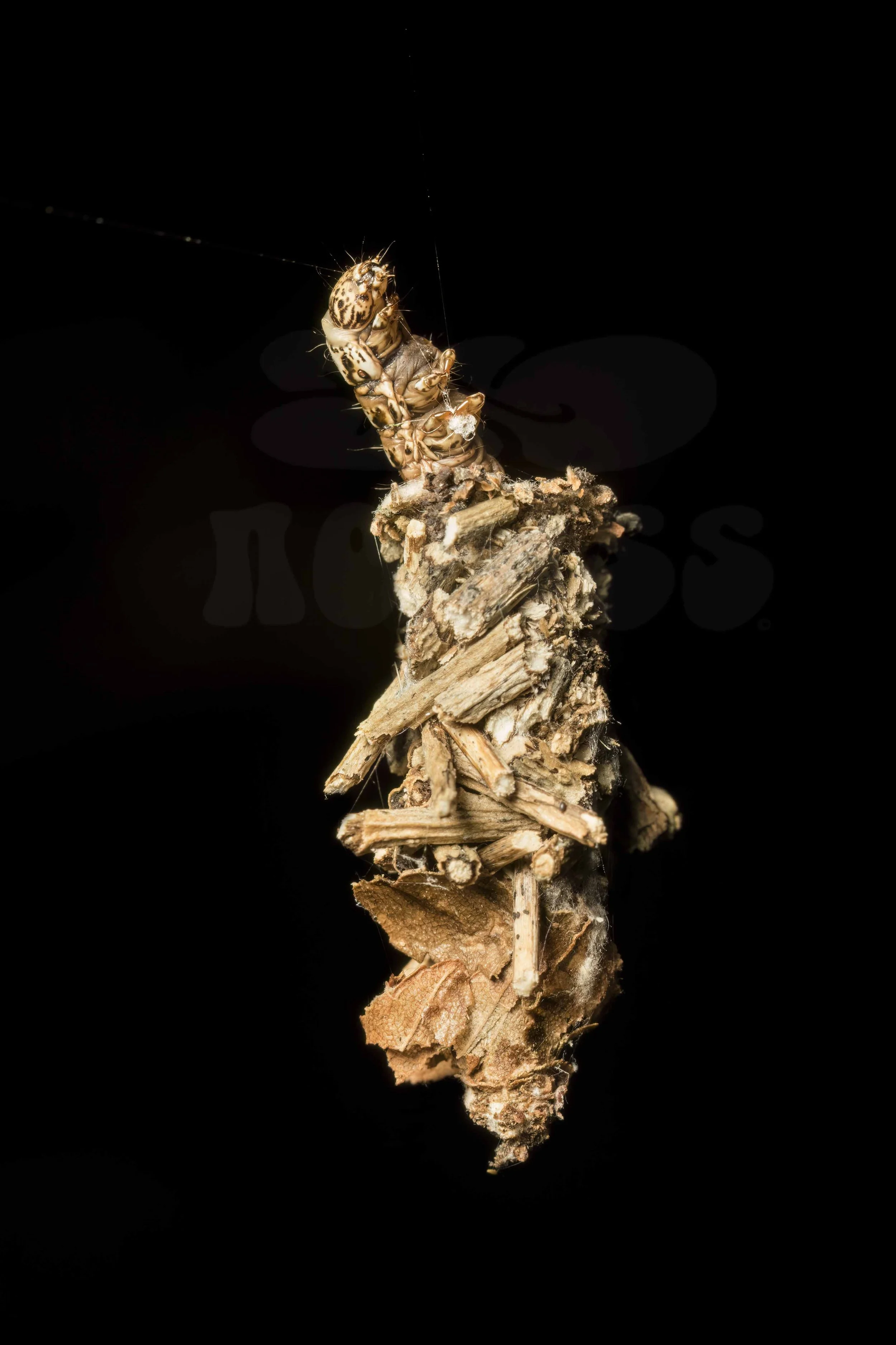 Abbot's Bagworm Moth