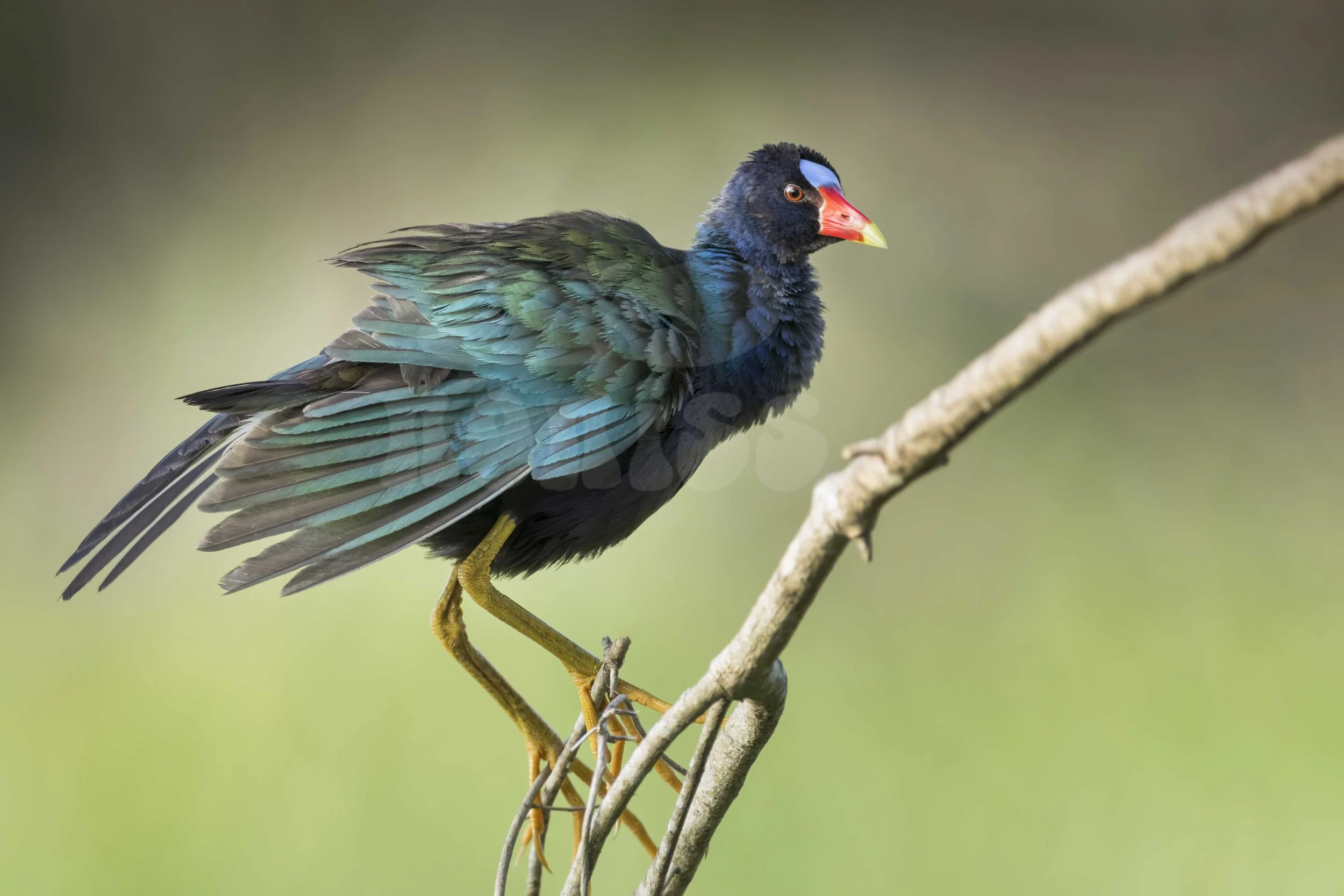 American purple gallinule
