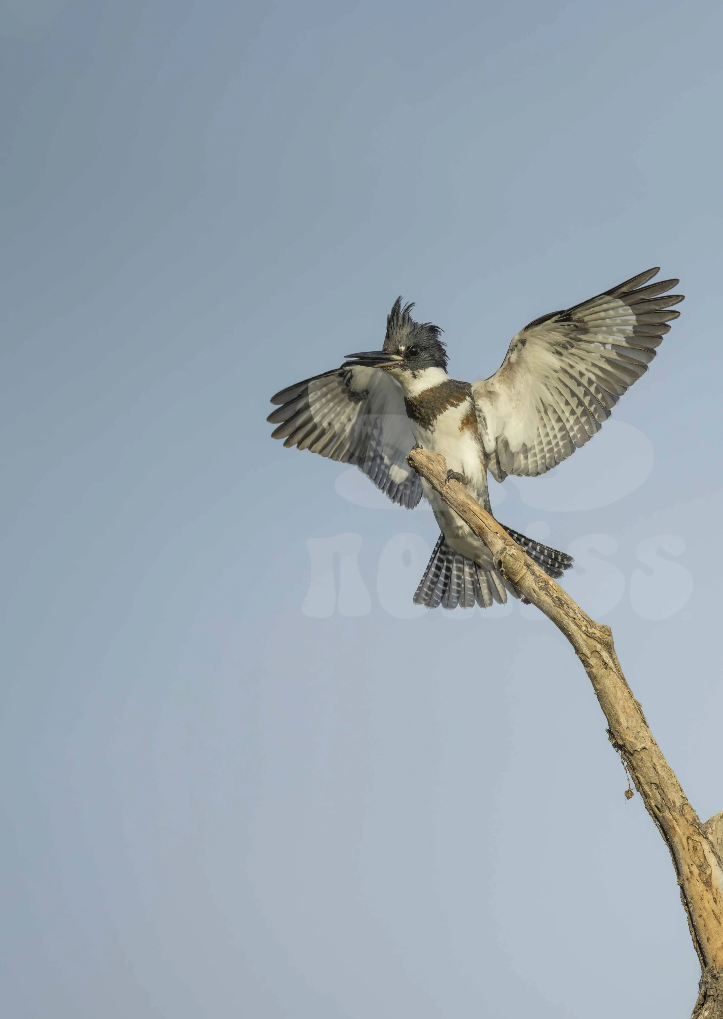 Belted kingfisher