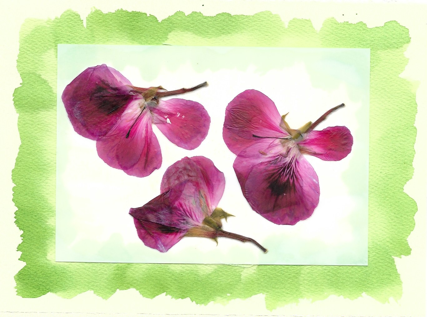 Pressed geranium