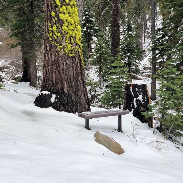 Solitude and snow... I was surprised to come across this one. #tgibenchday #tgibenchdaycontest