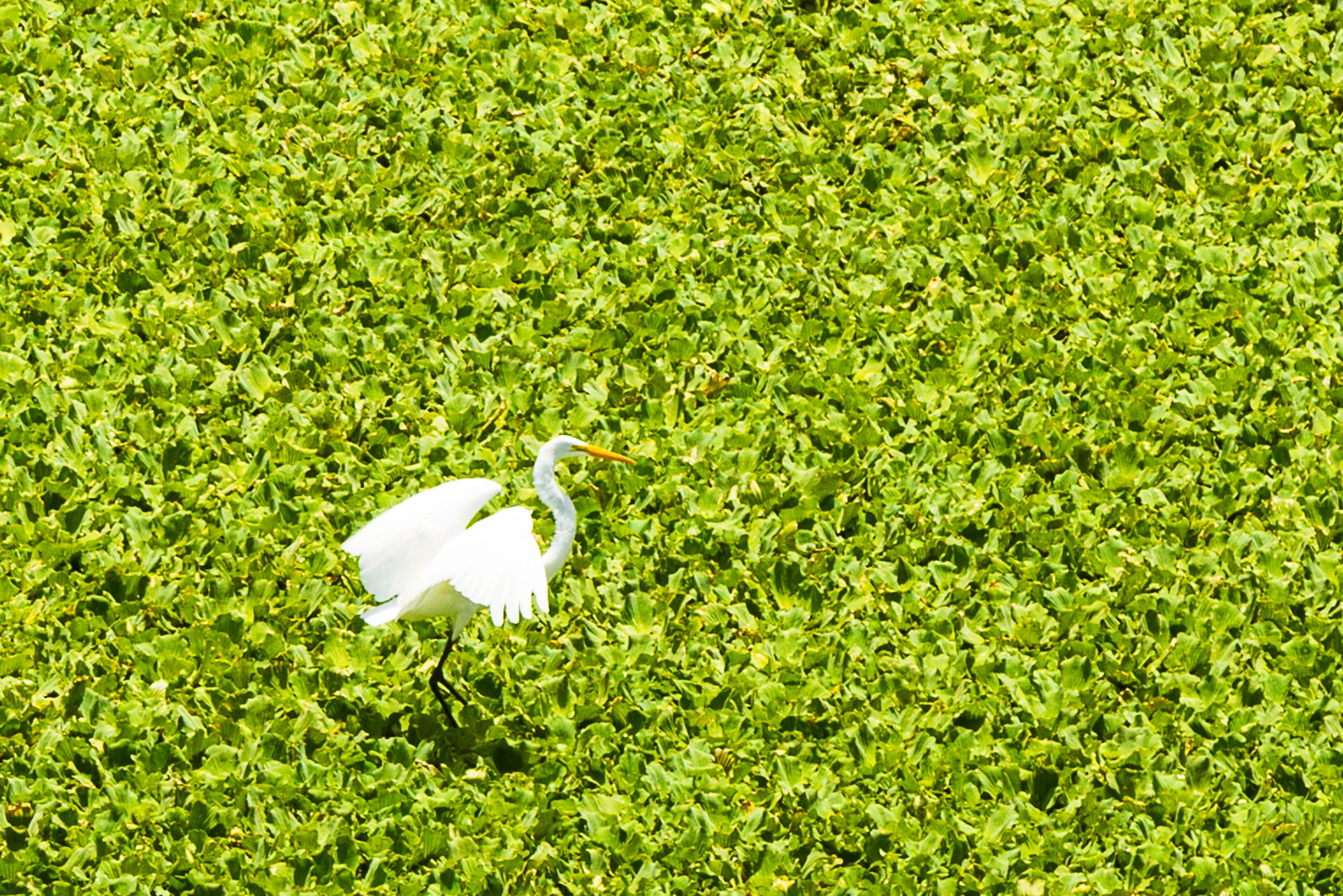 Crane