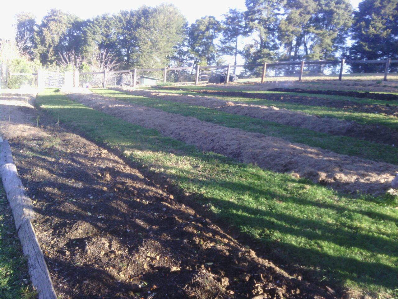 Establishing the asparagus beds above the orchard area.