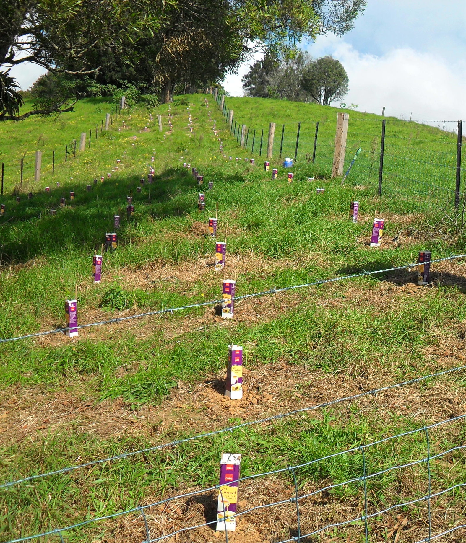 Planting a tree corridor of natives along one of the top hills.