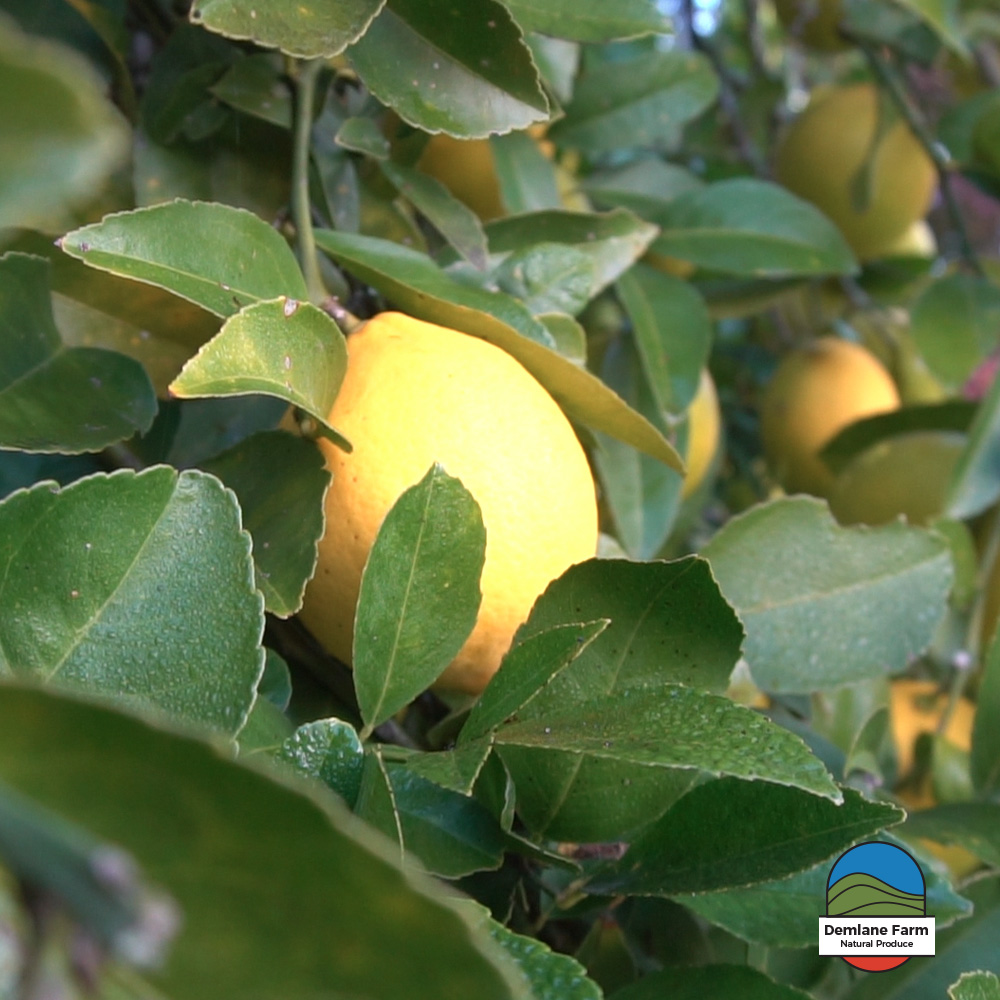 Our orchard has a range of citrus trees - Lemons, Lemonades, Oranges, Mandarins, Limes, Cumquats & Buddha's Hand