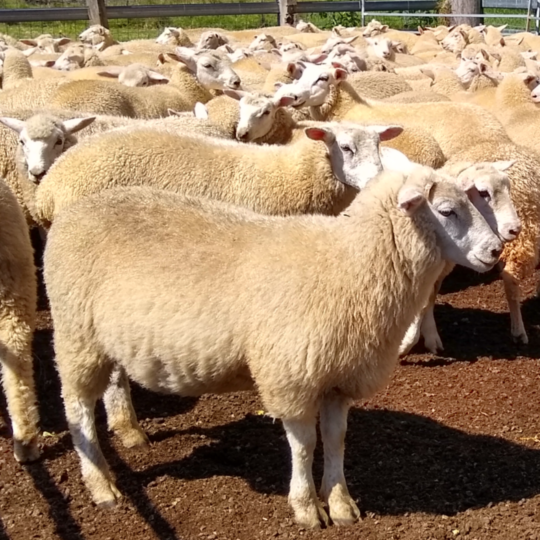 Pastured Lamb Mar 2019