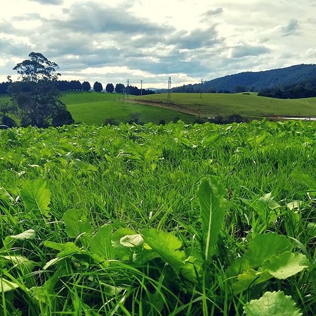 🐑 Our #pastureraised #lambs contentedly roam lush #dorrigo paddocks 🌱🐑🌄 We breed for superior meat quality, taste the difference @thedorrigobutcher today! 🐑 Proudly supplying #yourlocalbutcher 👍
