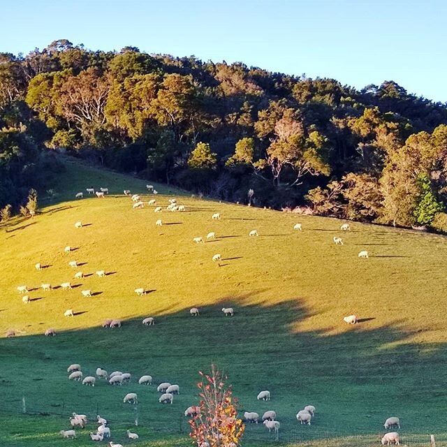 #pastureraised #lamb from the #dorrigoplateau 🐑🌱🐑🌱🐑 We are proud of our animals &amp; the #highqualitymeat they produce. We exclusively stock @thedorrigobutcher 👍 We are locals supporting locals, &amp; are lucky to live in a region like the #do