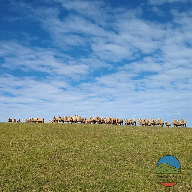 #demlanelamb 🐑🐑🐑 #pastureraised on the #dorrigoplateau 🌱🌄🌳 Bred specifically for high #meatquality ☑️👌 We supply exclusively to @thedorrigobutcher 👍
#dorrigolamb #yourlocalbutcher #lovelocal #supportaussiefarmers
