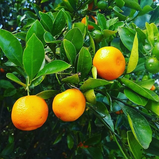 💛🍊 #citrusseason Here We Come! 💛🍊 We have #lemons 🍋 #mandarins 🍊 #oranges 🍊 #lemonades 🍋 &amp; #kumquats 🍊!! Ready to start making this season's batches of #lemoncordial #preservedlemons #citrussyrup + a few NEW products 😉👍 #organicallygro