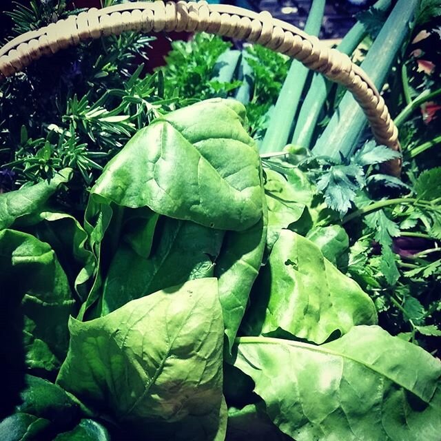 🥬🥕Garden Harvest 🥦🌶️ Nothing beats picking your own fruit &amp; veggies! 🥗💚 #seasonaleating #freshisbest #homegrown #sustainability #youarewhatyoueat #balanceddiet #dorrigoplateauproduce