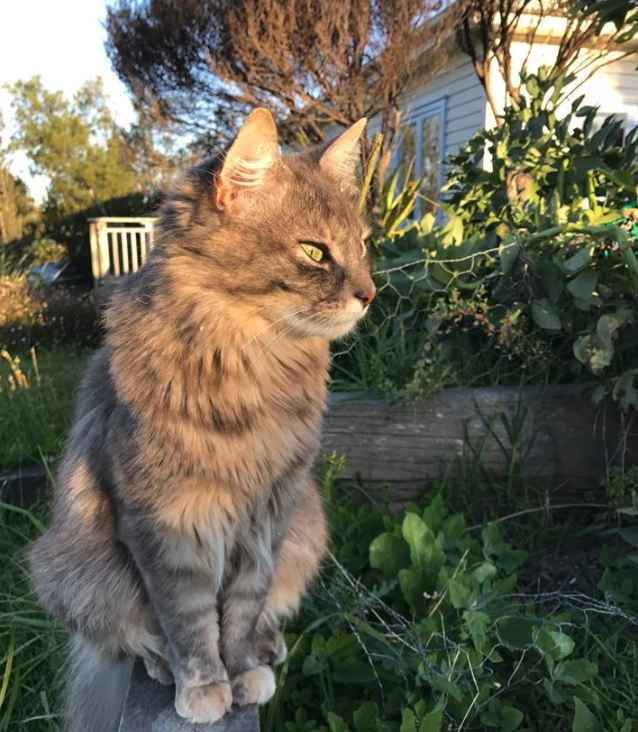 This dear girl, Daisy , is missing from Junction Road/Gulf Place since early June 2018.